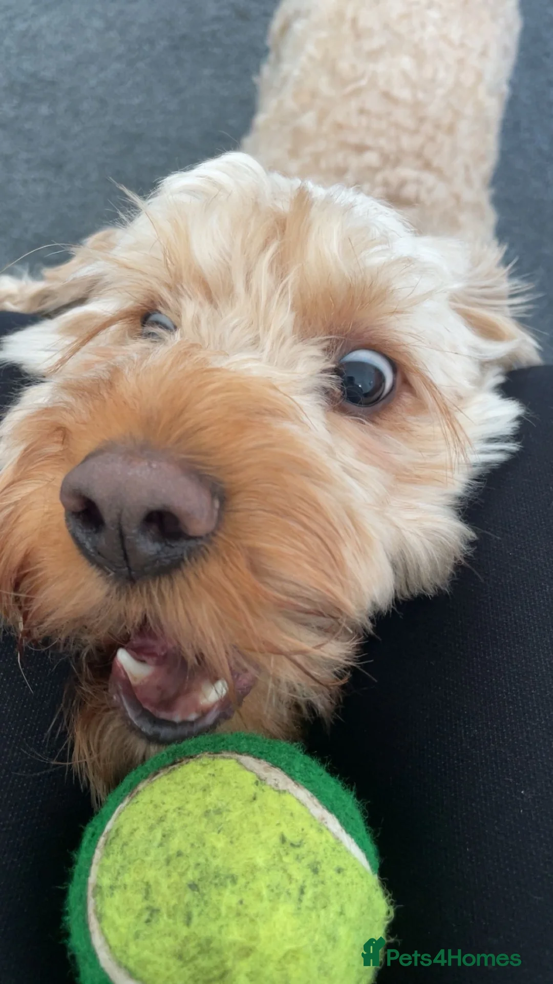 Cockapoo dogs for sale: Bolt the cockapoo - Advert 4