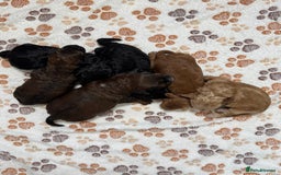 Cockapoo dogs for sale: Beautiful Fully Health Tested Cockapoos - Image 3