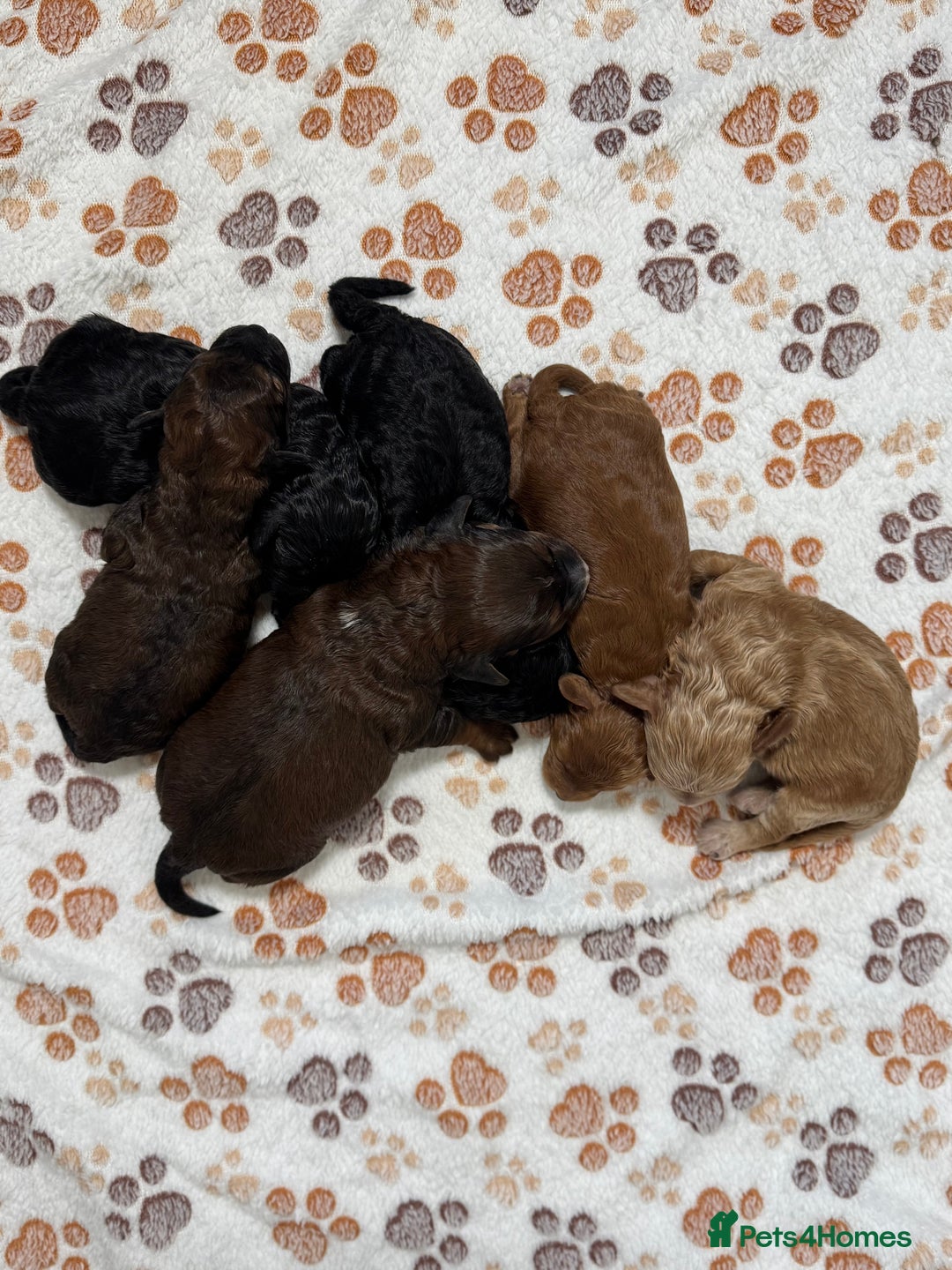 Cockapoo dogs for sale: Beautiful Fully Health Tested Cockapoos - Image 3