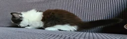 Mixed Breed cats for sale: Kittens available  in Bradford - Advert 10