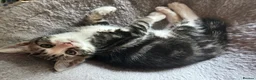 Mixed Breed cats for sale: 4 beautiful kittens, ready today, amazing mix  - Advert 25