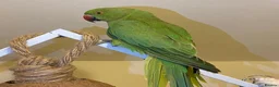 Parrots birds for sale: Indian ringnick parrot for sale  - Advert 3