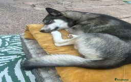 Siberian Husky dogs for sale: 6 month female husky  - Image 1