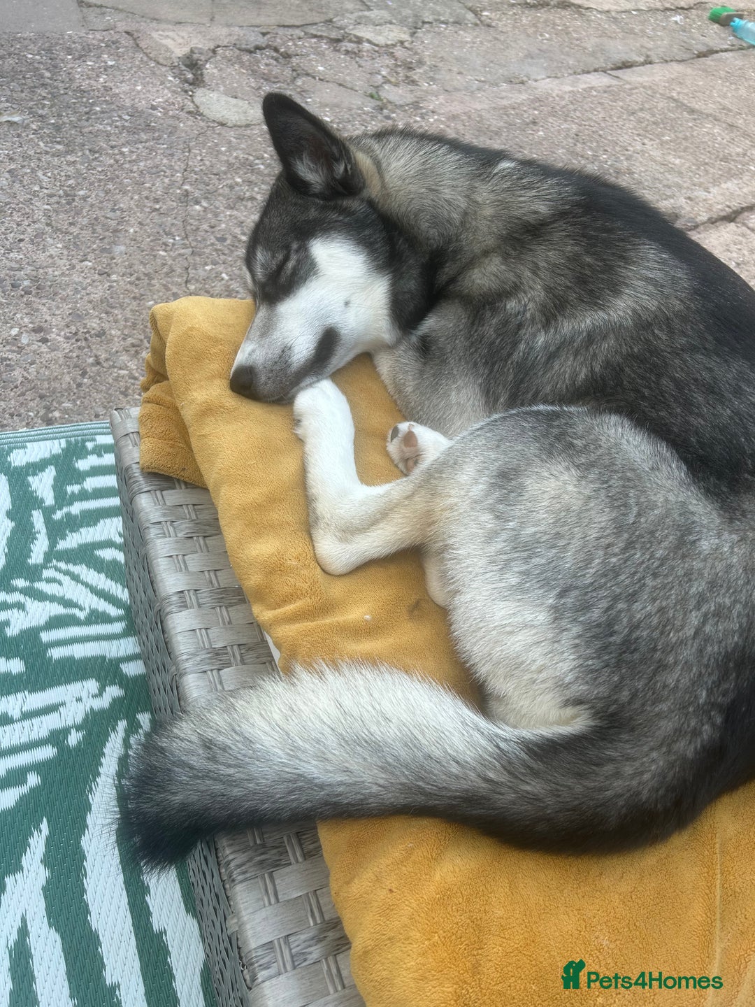 Siberian Husky dogs for sale: 6 month female husky  - Image 1