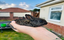Netherland Dwarf rabbits for sale: Beautiful Netherland dwarf bunnies  - Image 2