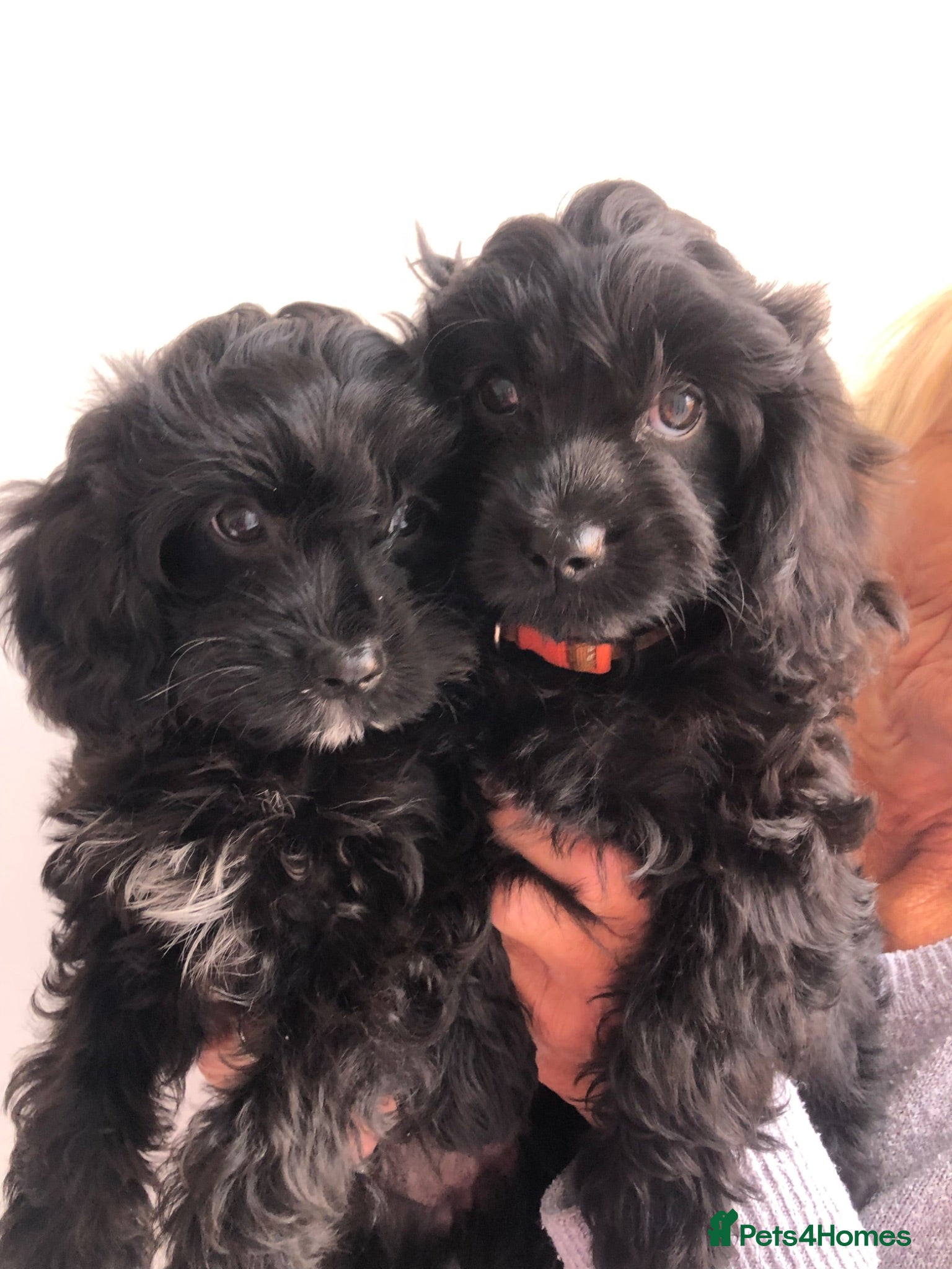 Cavapoo dogs ⭐️ready to go 2 GIRLS LEFT! black cavapoos⭐️ - Advert 4
