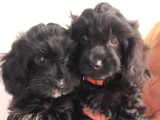Cavapoo dogs ⭐️ready to go 2 GIRLS LEFT! black cavapoos⭐️ - Advert 3