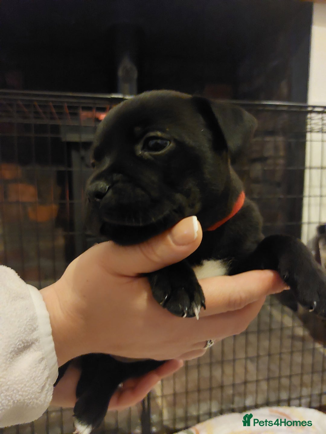 Staffordshire Bull Terrier dogs for sale: *2 left* Stunning Chunky KC Staffy Pups - Image 22