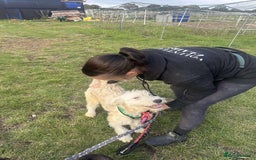 Mixed Breed dogs for adoption: Meet Petey, currently residing in Essex - Image 11