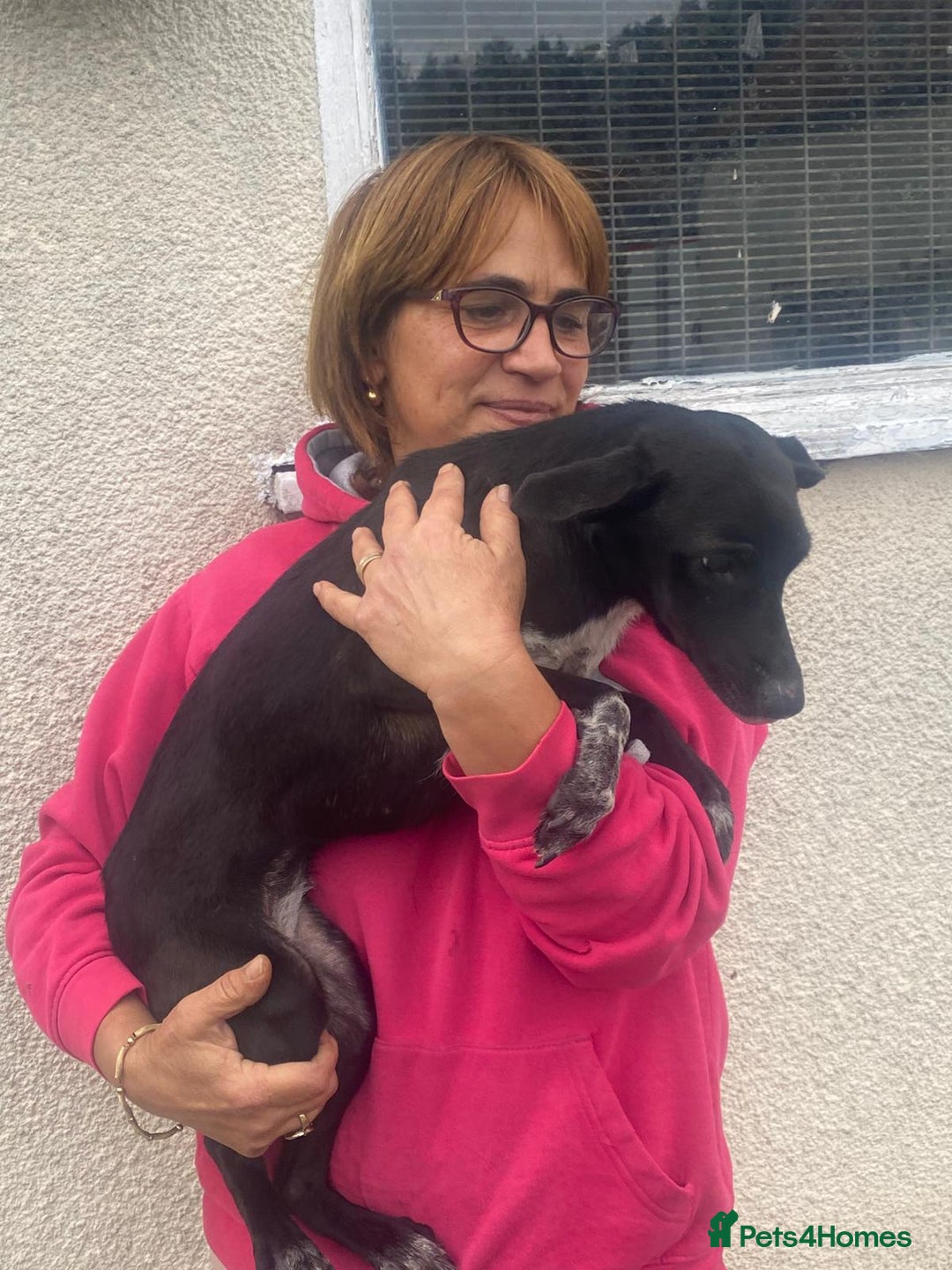 Mixed Breed dogs for adoption: Meet KATIA, a Gentle Little Girl for a Loving Home - Image 11