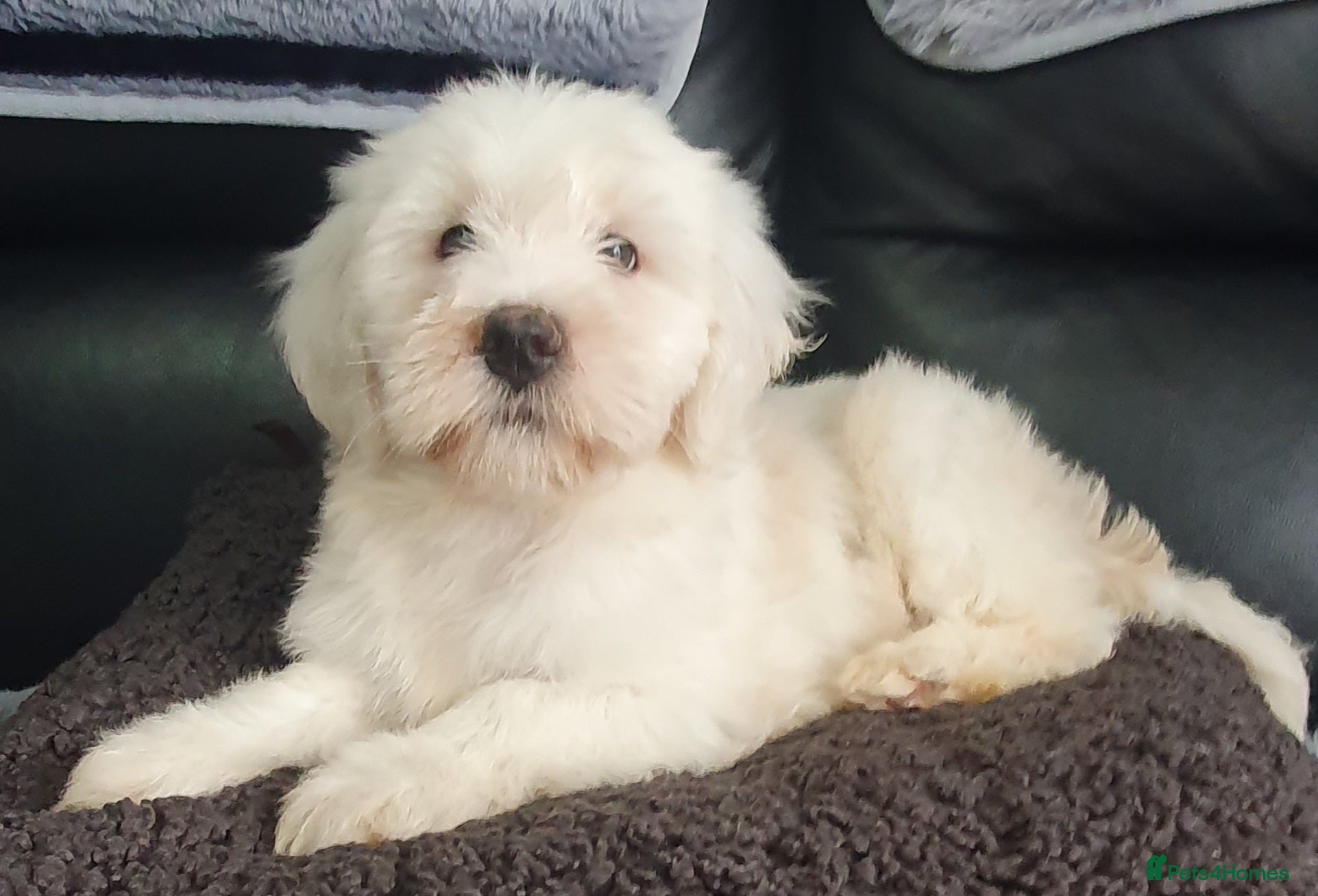 Tibetan Terrier dogs Tibetan terriers  - Advert 3