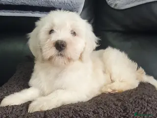 Tibetan Terrier dogs Tibetan terriers - Advert 3