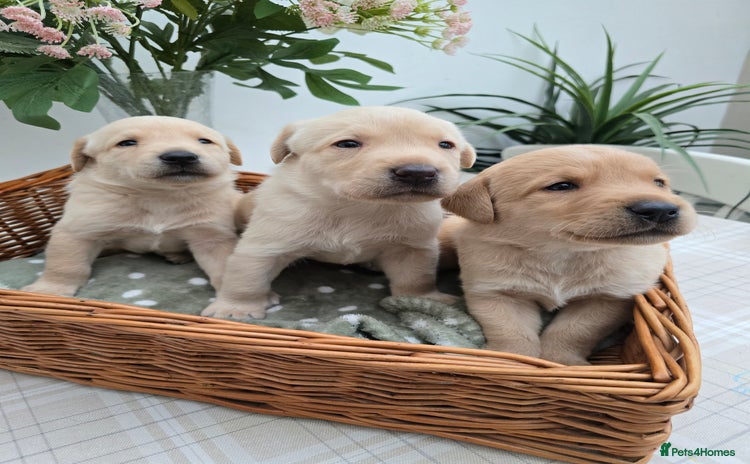 Labrador Retriever dogs - Advert 1