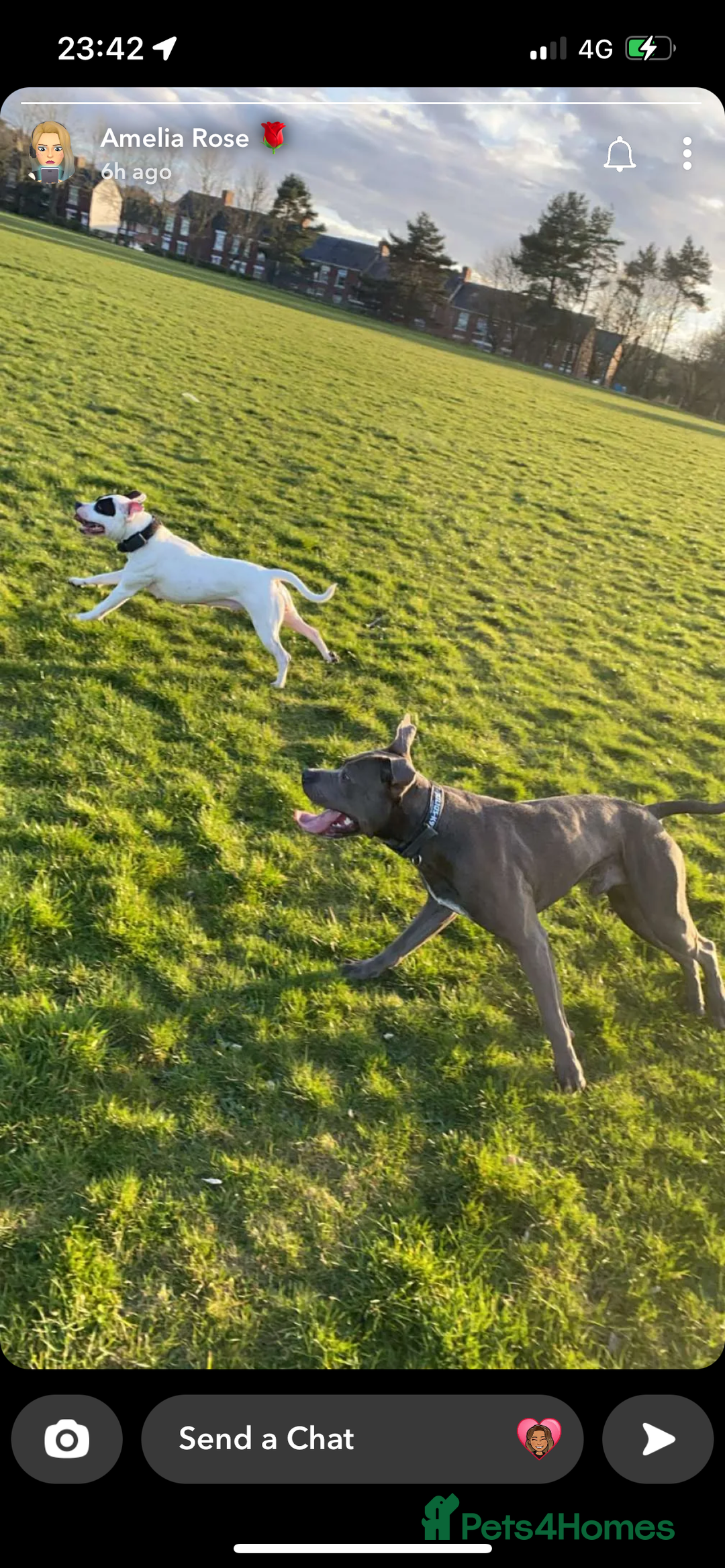 Mixed Breed dogs for sale: Staffordshire bull terrier x Am staff - Image 3