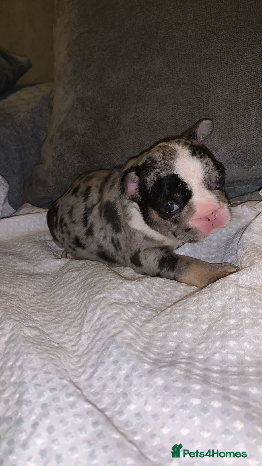 French Bulldog dogs for sale: French bulldog pups - Advert 3