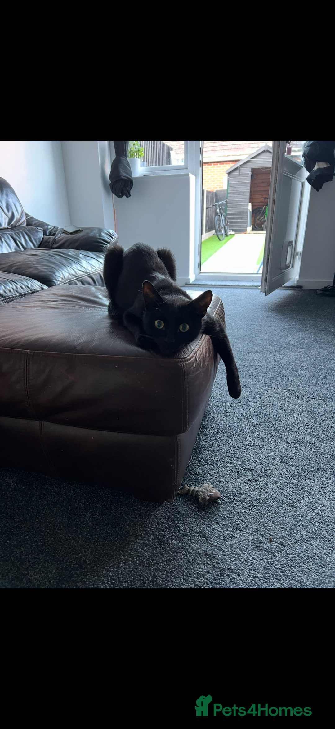 Mixed Breed cats for sale: 4 Adult cats needing new homes! - Advert 5