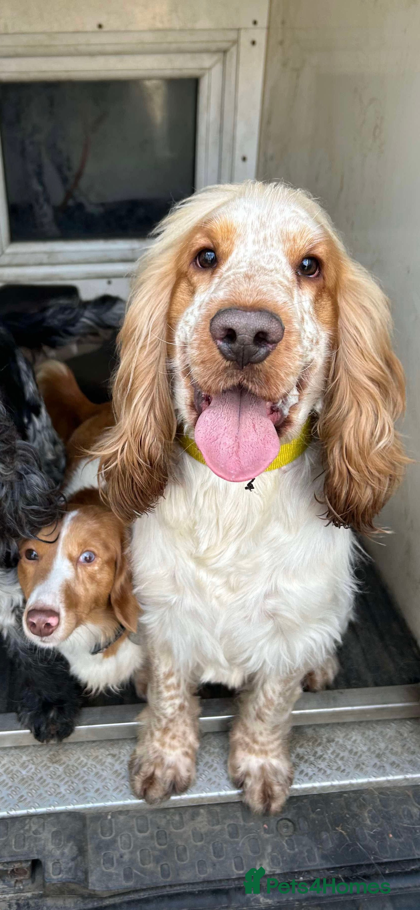 Cocker Spaniel dogs KC DNA TESTED ORANGE ROAN SHOW COCKER SPANIEL STUD - Advert 1