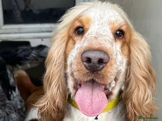 Cocker Spaniel dogs KC DNA TESTED ORANGE ROAN SHOW COCKER SPANIEL STUD - Advert 1