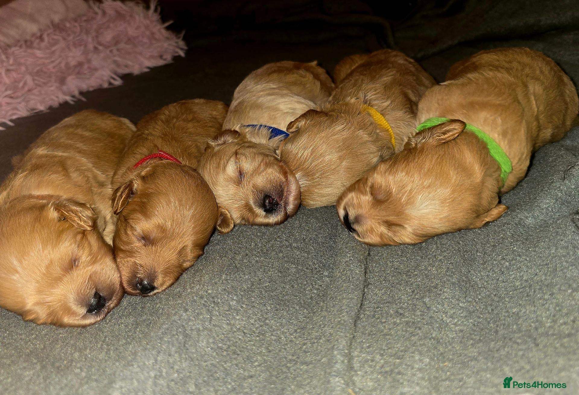 Maltipoo dogs Lovely Maltipoo looking for a forever home. 🏡 💛 - Advert 17