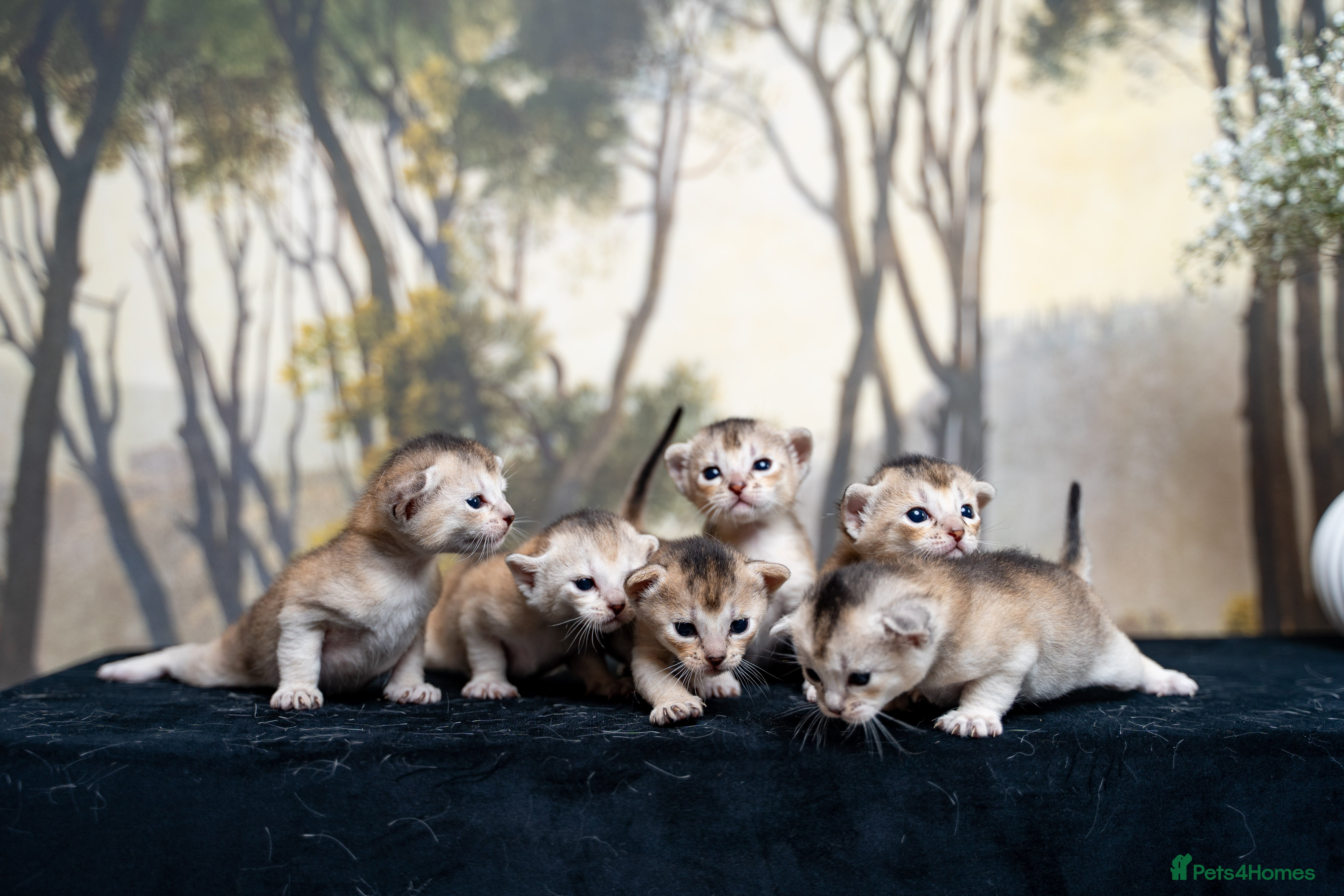 Abyssinian cats SILVER, Champion Line Abyssinians-Super Friendly  - Advert 12