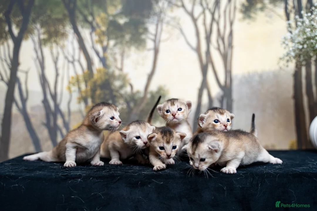 Abyssinian cats for sale: Exceptional Pedigree 6 Abyssinians-Super Friendly - Advert 9
