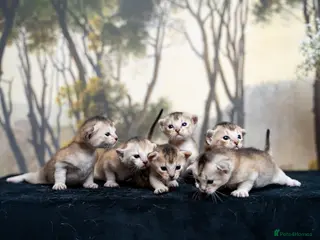 Abyssinian cats SILVER, Champion Line Abyssinians-Super Friendly - Advert 13