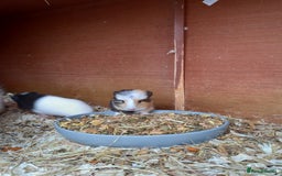 Guinea Pig rodents for sale: Swiss baby sow guinea pigs - Image 4