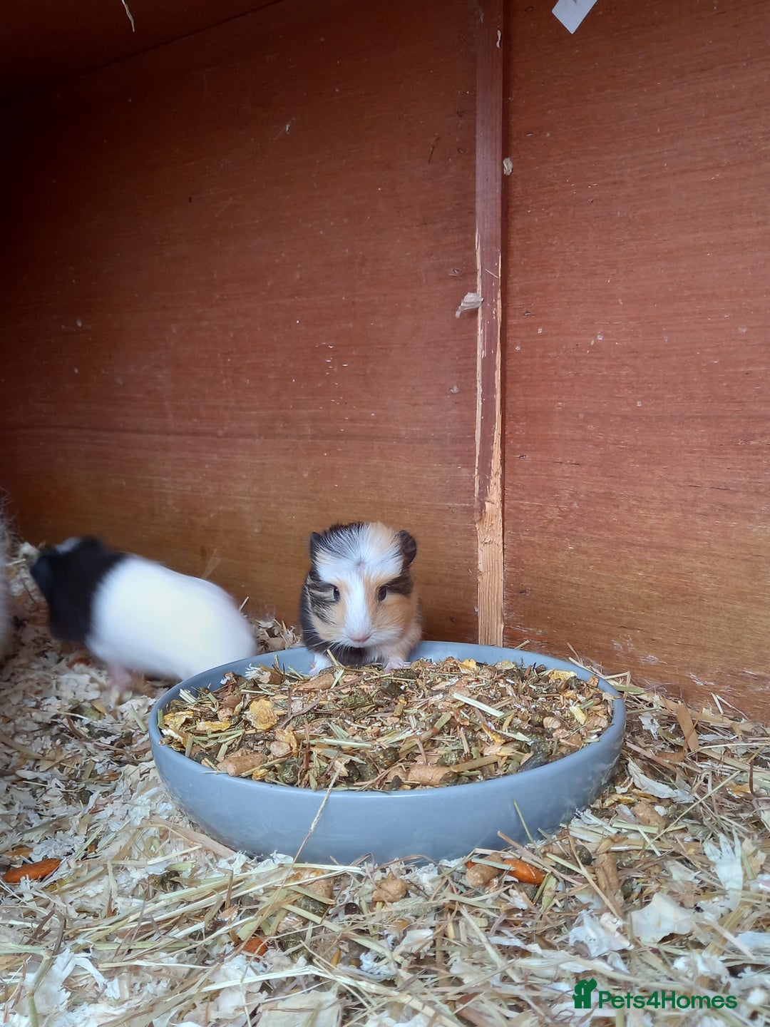 Guinea Pig rodents for sale: Swiss baby sow guinea pigs - Image 4