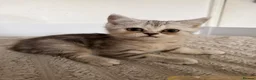 Scottish Fold cats for sale: Scottish Folds  - Advert 9