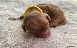 Mixed Breed dogs for sale: Cockapoo/Cavapoo Mix Puppies Available 10 Nov 25 - Image 19