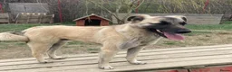 Mixed Breed dogs for adoption: Rodney - Norwich Norfolk  - Advert 13
