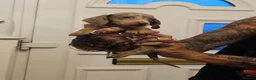 Dachshund dogs for sale: Miniture Dashounds - Advert 12