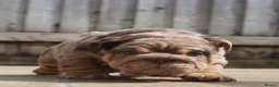 English Bulldog dogs for sale: Gorgeous English Bulldog Pups - Advert 12
