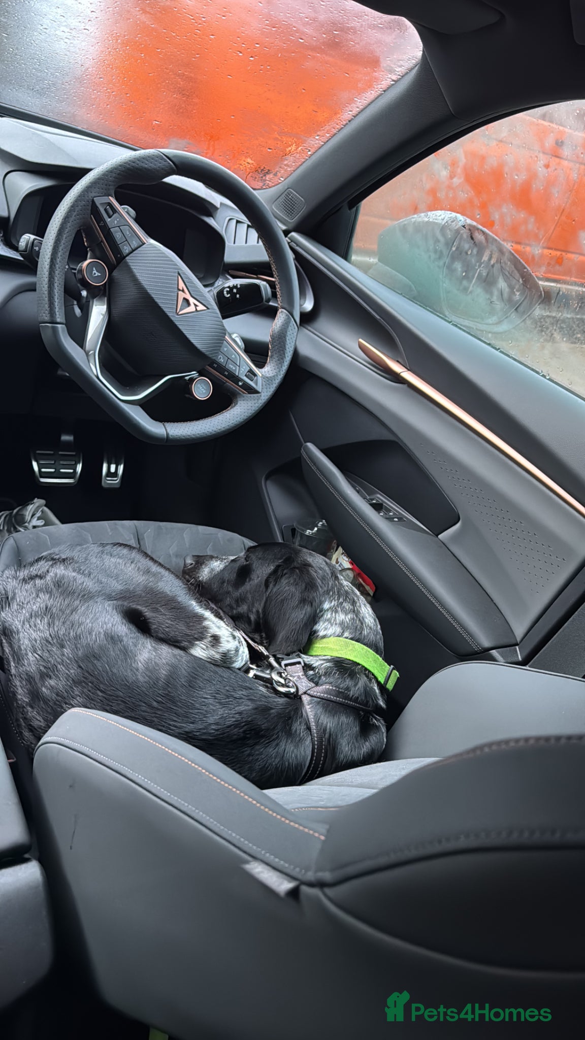 Pointer dogs for sale: Maxx needs a forever home - Advert 3