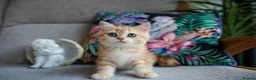 British Shorthair cats for sale: 💙British shorthair kittens ready now💙 - Advert 12
