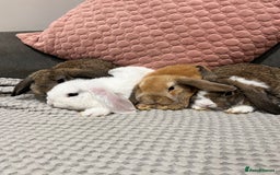 Mini Lop rabbits for sale: Beautiful mini lop rabbits for sale - Image 3