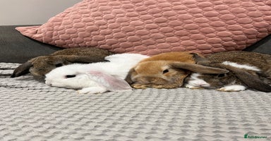 Mini Lop rabbits - Advert 9