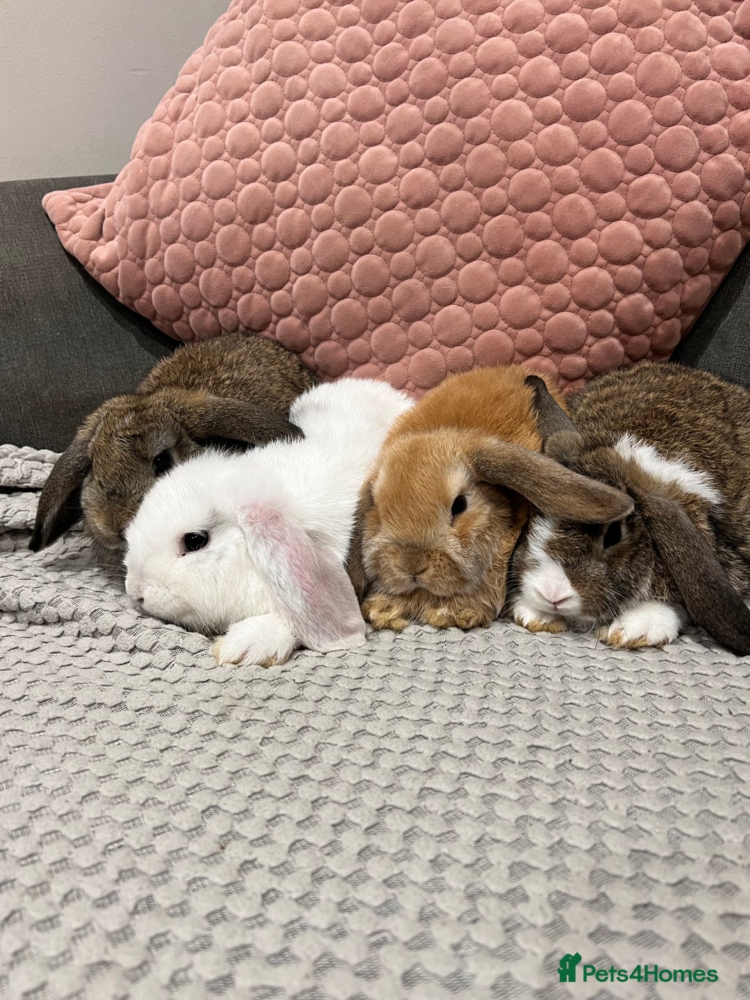 Mini Lop rabbits for sale: Beautiful mini lop rabbits for sale - Image 3