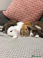 Mini Lop rabbits - Advert 2
