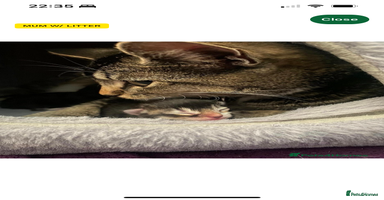 Mixed Breed cats - Advert 15