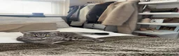 American Shorthair cats for sale: Silver American Shorthair  in Birmingham - Advert 1