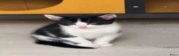 Mixed Breed cats for sale: 8 kittens available  in Leicester - Advert 8
