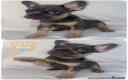 French Bulldog dogs for sale: French Bulldog Puppies ready on 13/11/25 - Image 1