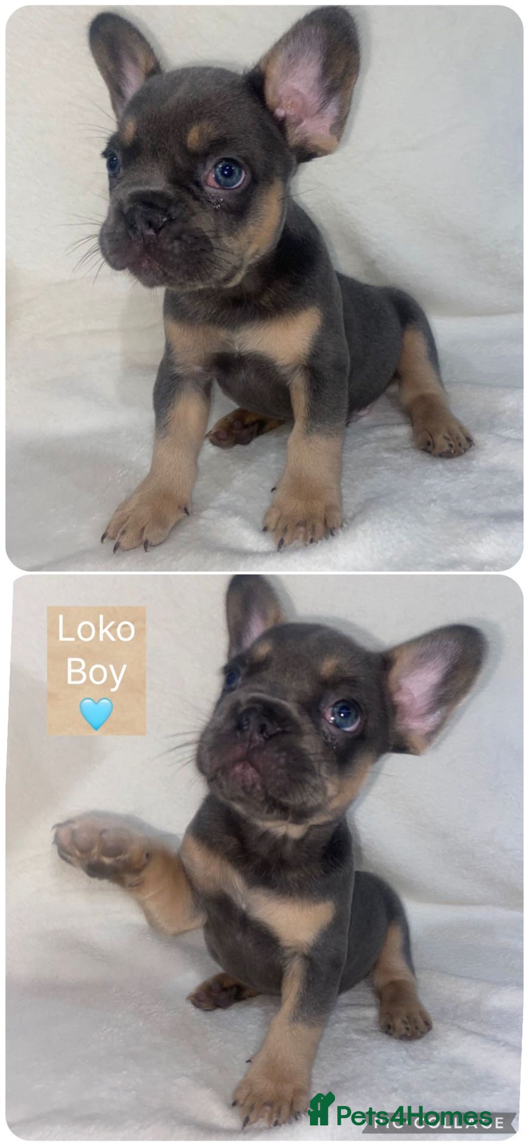 French Bulldog dogs for sale: French Bulldog Puppies ready on 13/11/25 - Image 1