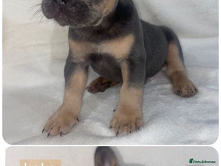 French Bulldog dogs for sale - Advert 1