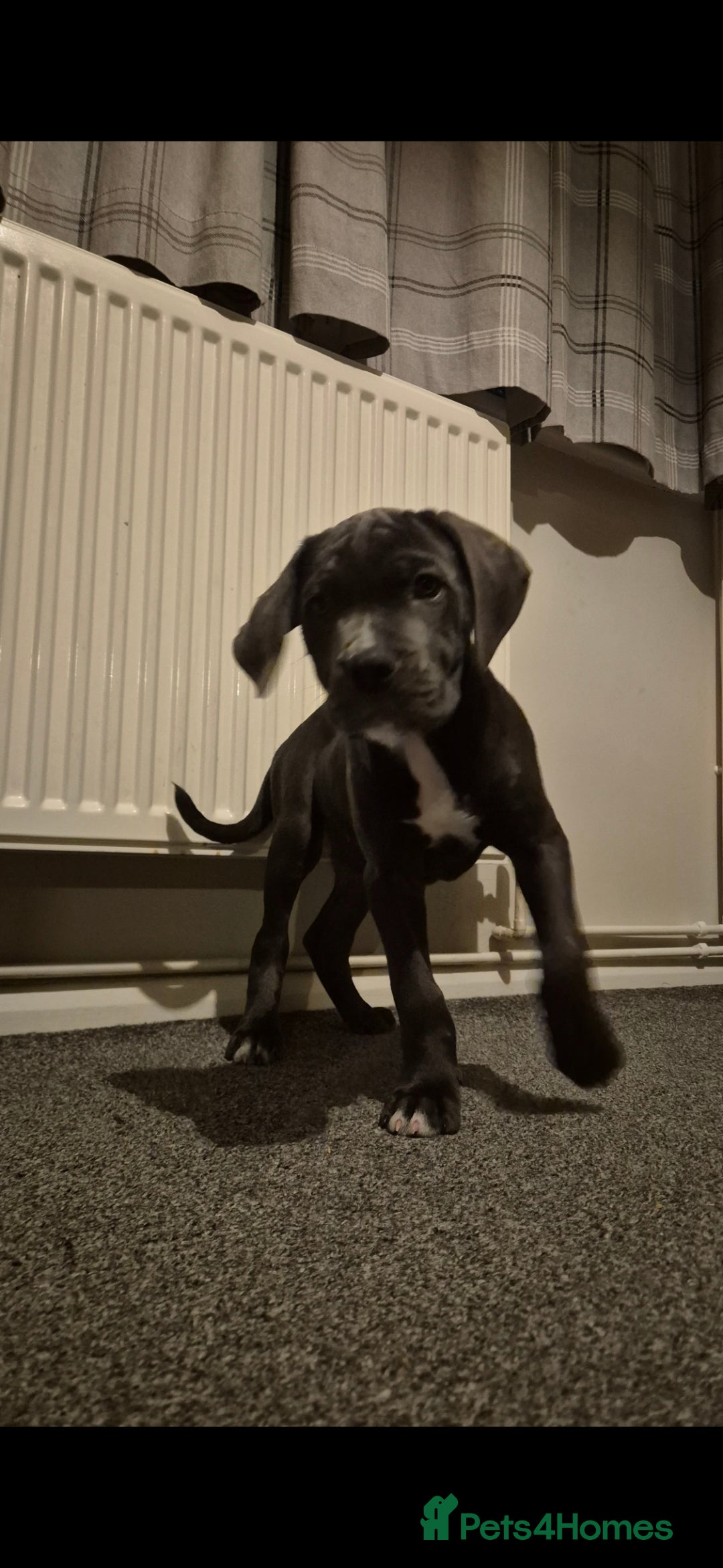 Cane Corso dogs Full breed cane corso.  - Advert 8