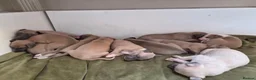 Whippet dogs for sale: Fawn Whippet puppys - Advert 14