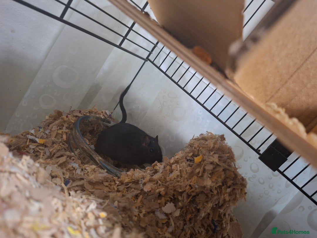 Gerbil rodents for sale: 2 gerbils 1 grey and white 1 black - Image 1