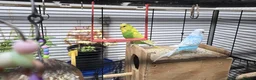 Cockatiels birds for sale: Budgie baby - Advert 1