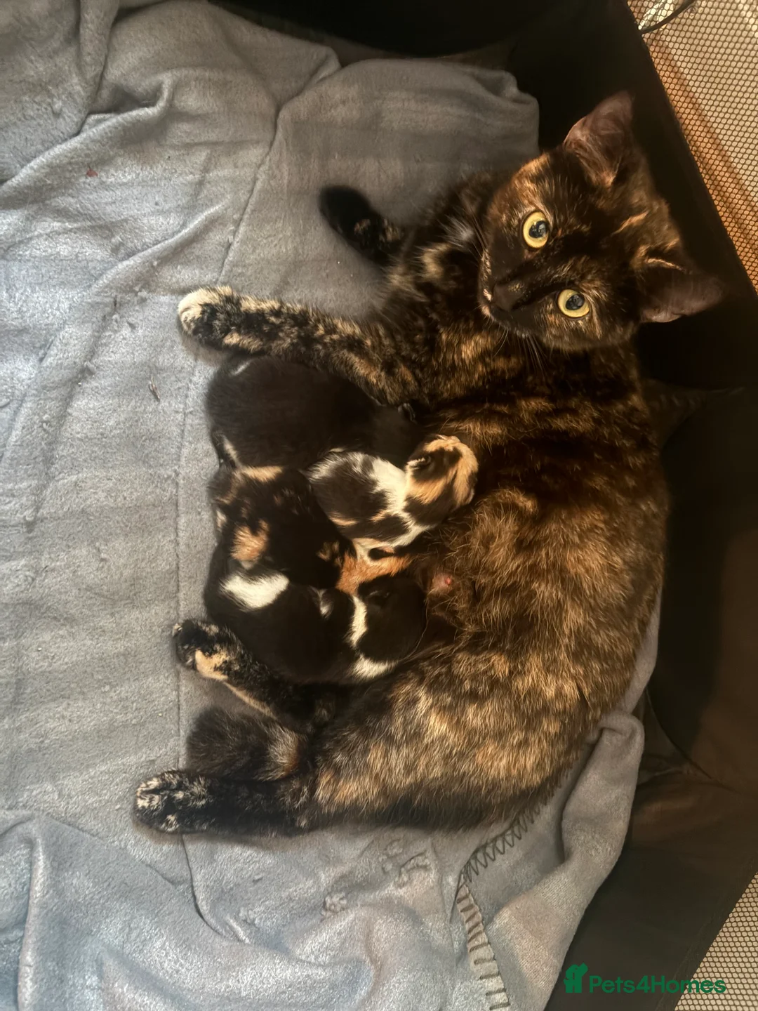 Mixed Breed cats for sale: Gorgeous multi female kitten  - Advert 2